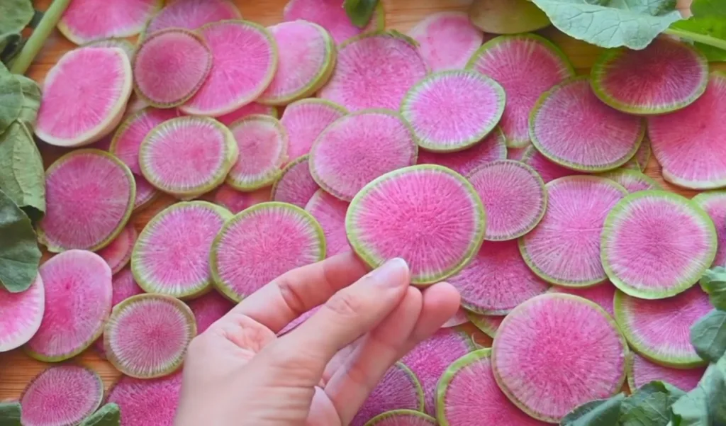 Watermelon Radish