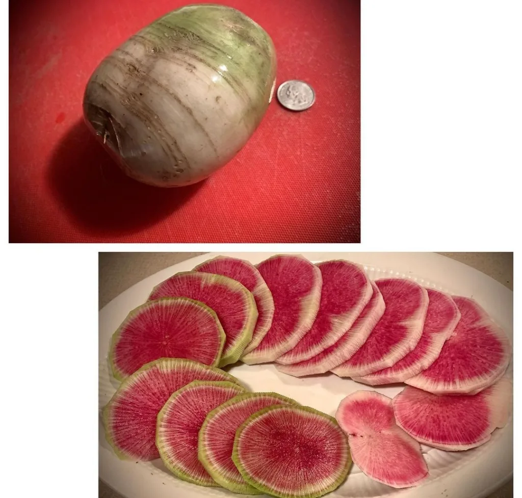 Watermelon Radish