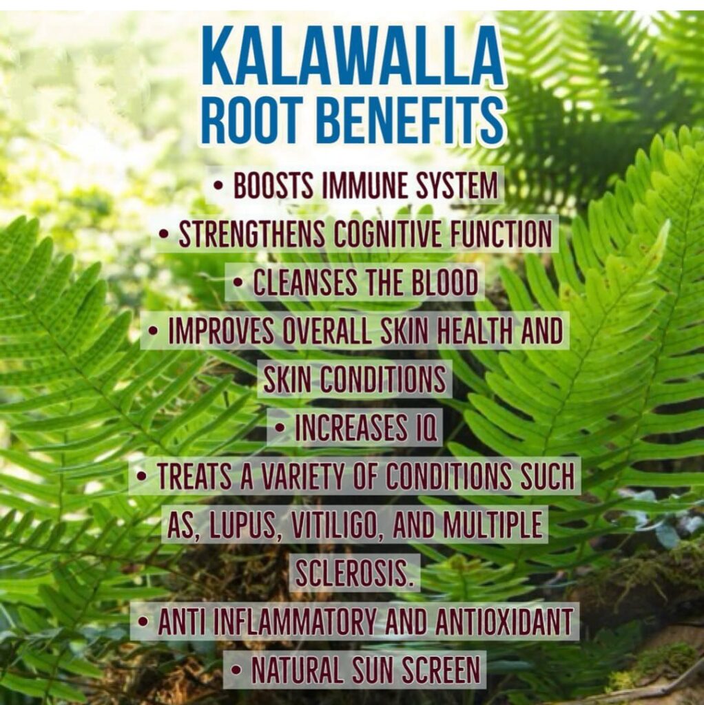 Kalawalla Root Health Benefits and Side Effects