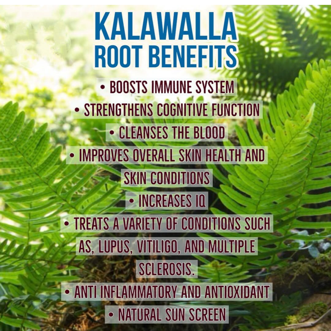 Kalawalla Root Health Benefits and Side Effects