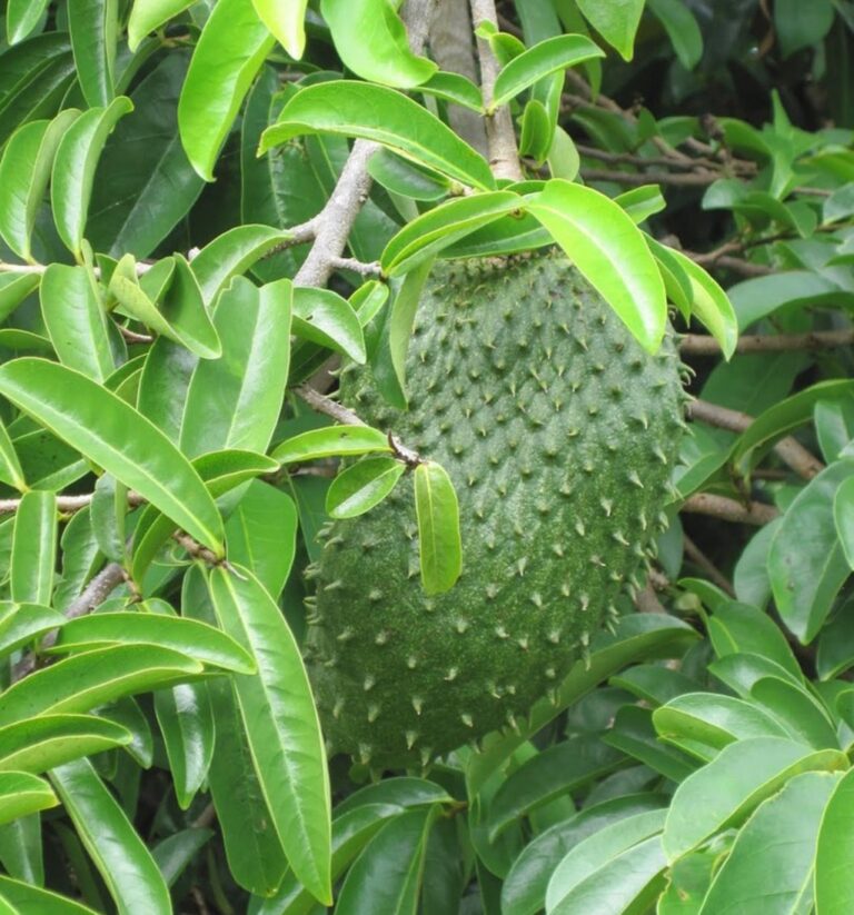 Soursop Leaves