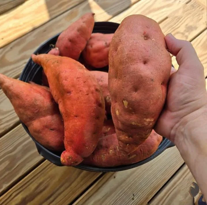 Sweet Potatoes