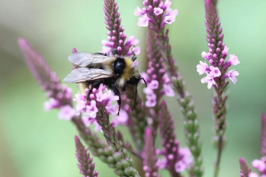 Blue Vervain