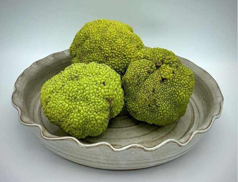 Osage Orange