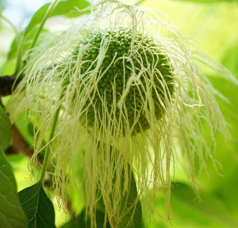 Osage Orange