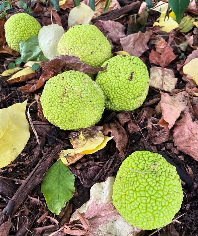 Osage Orange